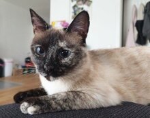 MAGIC, Katze, Siamkatze in Schönau - Bild 4