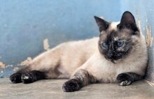 MAGIC, Katze, Siamkatze in Schönau - Bild 5