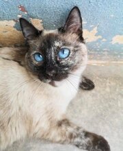 MAGIC, Katze, Siamkatze in Schönau - Bild 7