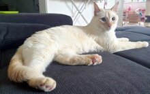 MAGIC, Katze, Siamkatze in Schönau - Bild 8