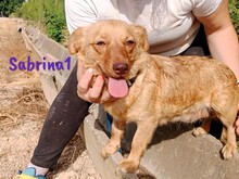 SABRINA1, Hund, Mischlingshund in Spanien - Bild 1