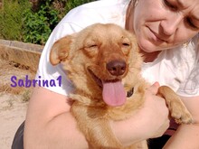 SABRINA1, Hund, Mischlingshund in Spanien - Bild 2