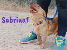 SABRINA1, Hund, Mischlingshund in Spanien - Bild 3