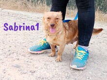 SABRINA1, Hund, Mischlingshund in Spanien - Bild 4