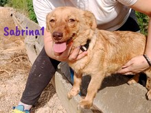 SABRINA1, Hund, Mischlingshund in Spanien - Bild 5
