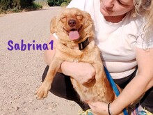 SABRINA1, Hund, Mischlingshund in Spanien - Bild 6