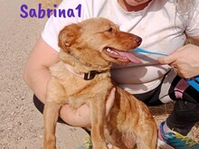 SABRINA1, Hund, Mischlingshund in Spanien - Bild 7