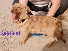 SABRINA1, Hund, Mischlingshund in Spanien - Bild 8