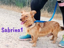 SABRINA1, Hund, Mischlingshund in Spanien - Bild 9