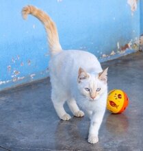 LESLY, Katze, Siamkatze in Schönau
