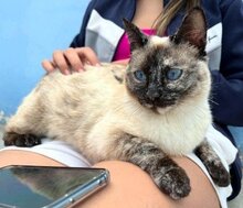 LESLY, Katze, Siamkatze in Schönau - Bild 8