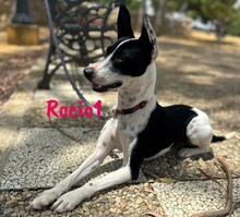 ROCIO1, Hund, Ratonero Bodeguero Andaluz in Spanien - Bild 2
