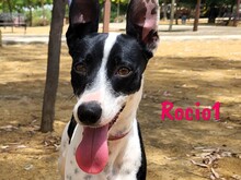 ROCIO1, Hund, Ratonero Bodeguero Andaluz in Spanien - Bild 3