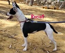 ROCIO1, Hund, Ratonero Bodeguero Andaluz in Spanien - Bild 4