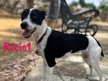 ROCIO1, Hund, Ratonero Bodeguero Andaluz in Spanien - Bild 5