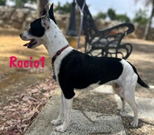 ROCIO1, Hund, Ratonero Bodeguero Andaluz in Spanien - Bild 6
