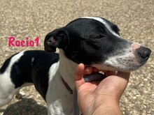 ROCIO1, Hund, Ratonero Bodeguero Andaluz in Spanien - Bild 7