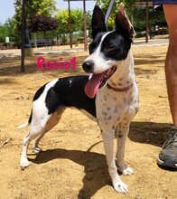 ROCIO1, Hund, Ratonero Bodeguero Andaluz in Spanien - Bild 8