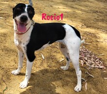 ROCIO1, Hund, Ratonero Bodeguero Andaluz in Spanien - Bild 9