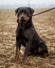 RAUL, Hund, Rottweiler-Mischlingsrüde in Ungarn - Bild 1