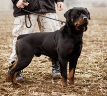 RAUL, Hund, Rottweiler-Mischlingsrüde in Ungarn - Bild 2