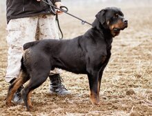 RAUL, Hund, Rottweiler-Mischlingsrüde in Ungarn - Bild 3