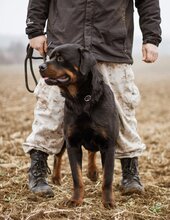 RAUL, Hund, Rottweiler-Mischlingsrüde in Ungarn - Bild 4