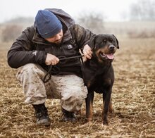 RAUL, Hund, Rottweiler-Mischlingsrüde in Ungarn - Bild 5