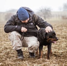 RAUL, Hund, Rottweiler-Mischlingsrüde in Ungarn - Bild 6