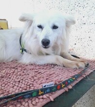 BETTINA, Hund, Mischlingshund in Hartenstein - Bild 3