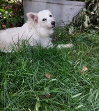 BETTINA, Hund, Mischlingshund in Hartenstein - Bild 4