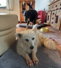 BETTINA, Hund, Mischlingshund in Hartenstein - Bild 5
