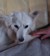 BETTINA, Hund, Mischlingshund in Hartenstein - Bild 6