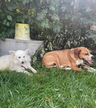 BETTINA, Hund, Mischlingshund in Hartenstein - Bild 9