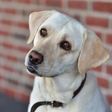JULI, Hund, Labrador Retriever in Neu-Isenburg - Bild 1