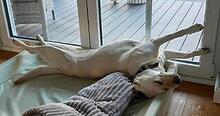 JULI, Hund, Labrador Retriever in Neu-Isenburg - Bild 2