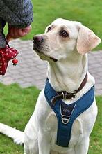 JULI, Hund, Labrador Retriever in Neu-Isenburg - Bild 3