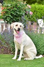 JULI, Hund, Labrador Retriever in Neu-Isenburg - Bild 4