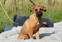 MEDA, Hund, Mischlingshund in Hagen
