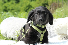 RANIJO, Hund, Mischlingshund in Hagen - Bild 1