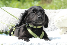 RANIJO, Hund, Mischlingshund in Hagen - Bild 2