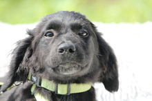 RANIJO, Hund, Mischlingshund in Hagen - Bild 3
