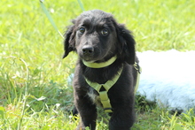 RANIJO, Hund, Mischlingshund in Hagen - Bild 4