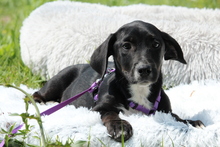 RANIA, Hund, Mischlingshund in Hagen - Bild 1