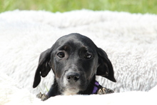 RANIA, Hund, Mischlingshund in Hagen - Bild 2