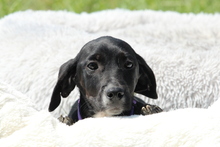 RANIA, Hund, Mischlingshund in Hagen - Bild 3