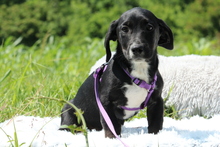 RANIA, Hund, Mischlingshund in Hagen - Bild 5