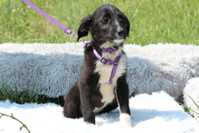 REINA, Hund, Mischlingshund in Hagen - Bild 1