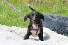 REINA, Hund, Mischlingshund in Hagen - Bild 3