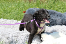 REINA, Hund, Mischlingshund in Hagen - Bild 4